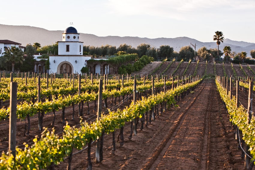 Valle de Guadalupe winery