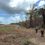 A section of forest clear-cut