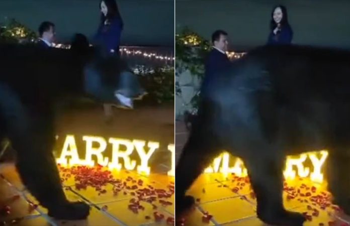 Viral video bear